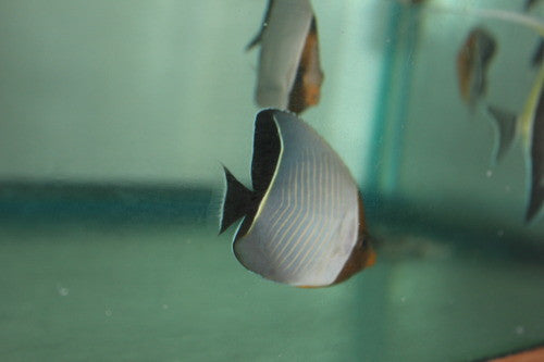 Larvatus (Orange Faced) Butterfly-Red Sea