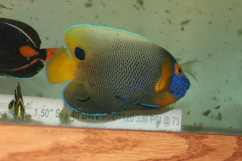 Blue Face Angel | Pomacanthus xanthometopon (6-7” adult)