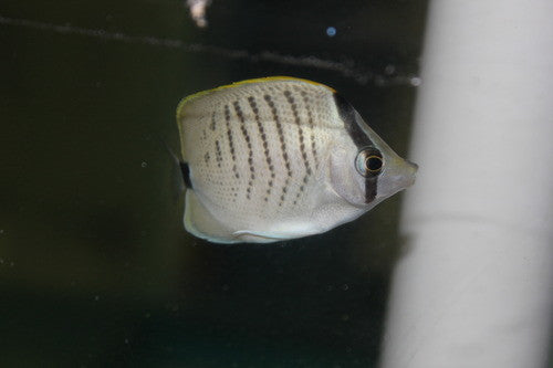 Hybrid Lemon/Pebble Butterfly (Chaetodon miliaris/multicinctus)