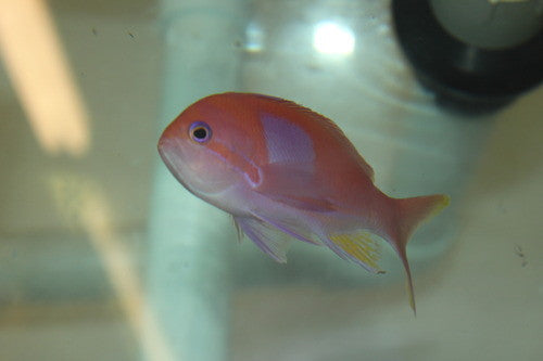 Squareback Anthias PAIR | Pseudanthias pleurotaenia