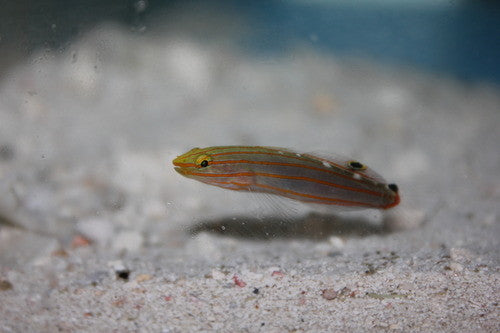 Rainford Goby