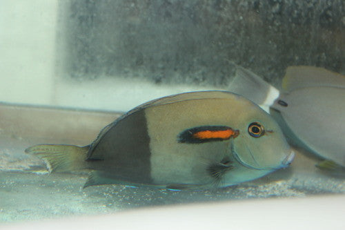 Orange Shoulder Tang-(8-9")