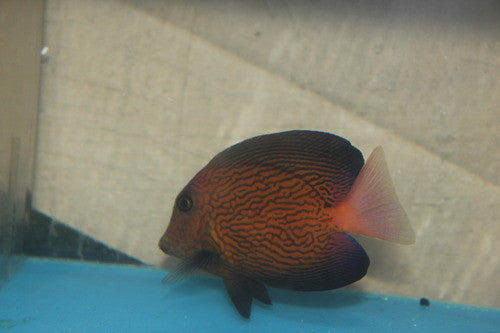Chevron Tang (5")