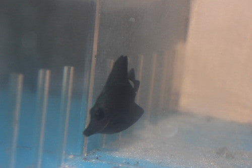 Hawaiian Black Longnose Tang (3") | Zebrasoma Rostratum | NYAquatic