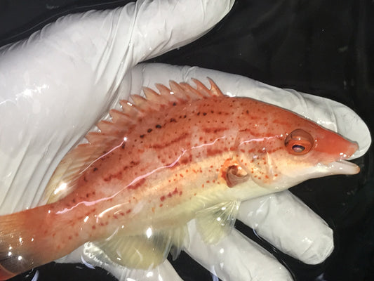 Lined Hogfish-Bodianus Leucosticticus