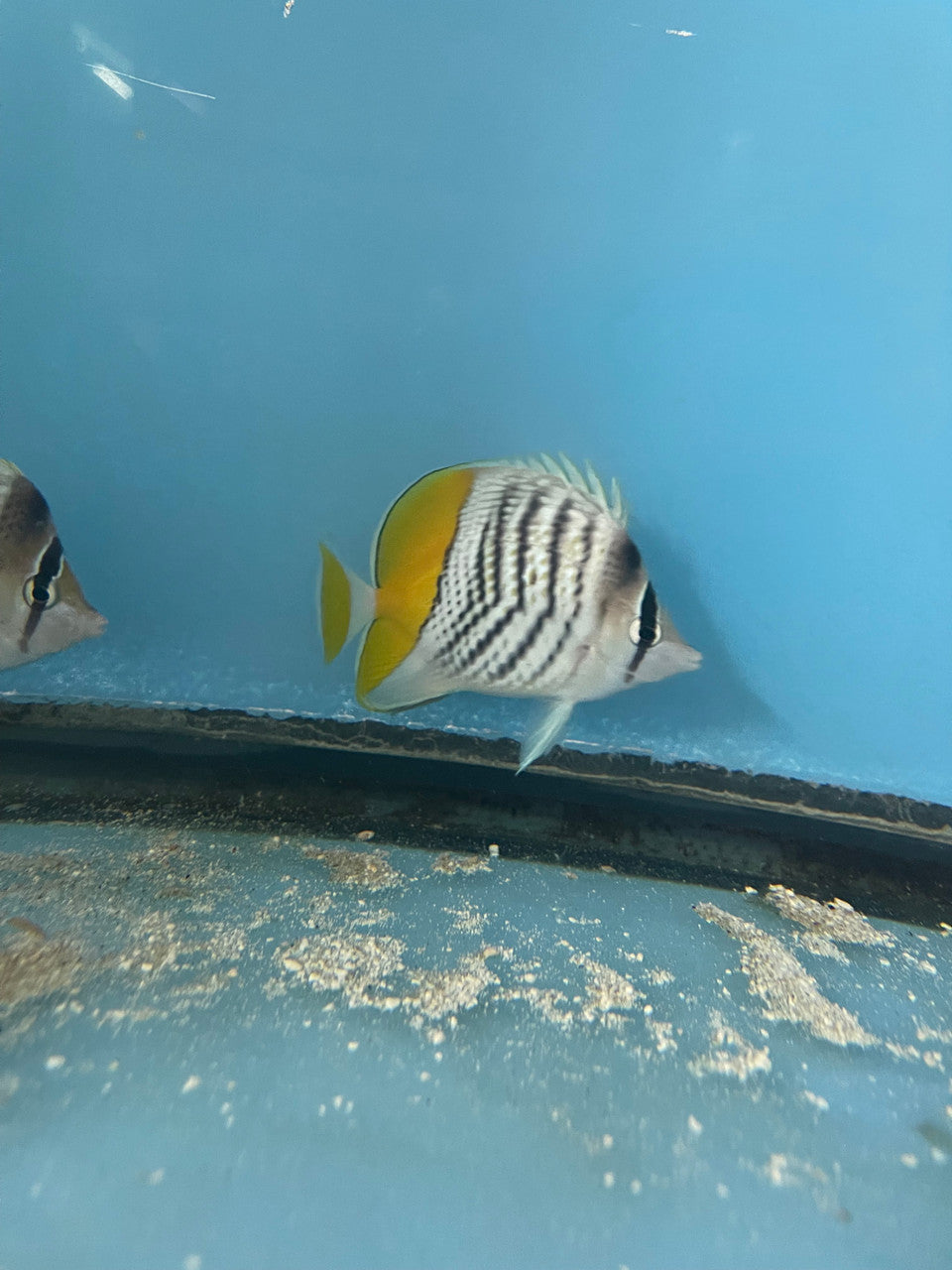 Orange tail/Mertensii butterfly	(Chaetodon mertensii)