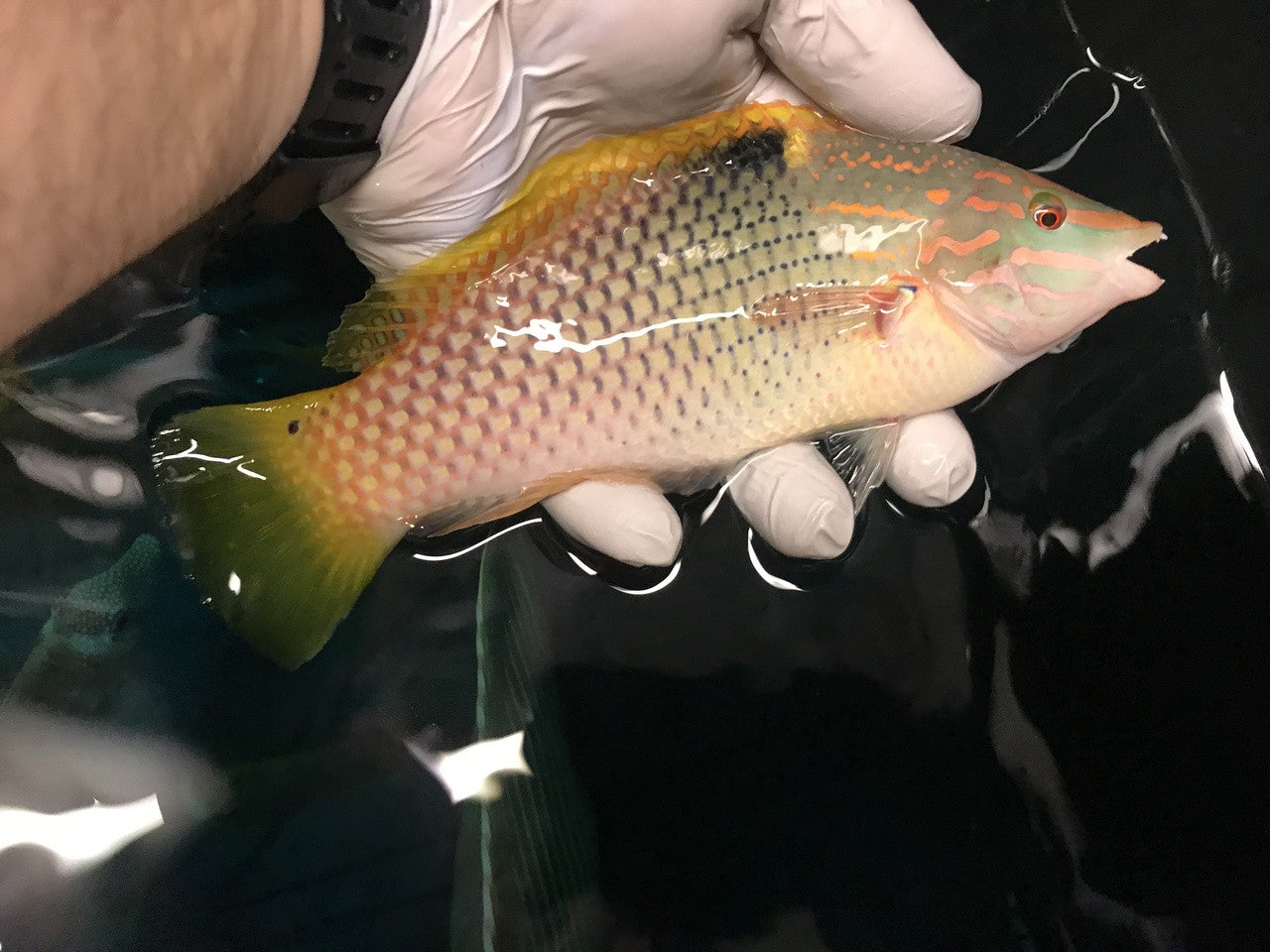 Checkerboard Wrasse-7" male