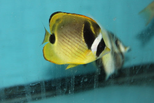 Raccoon Butterflyfish (3-4")