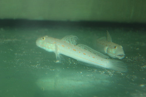 Diamond Goby 4-5”