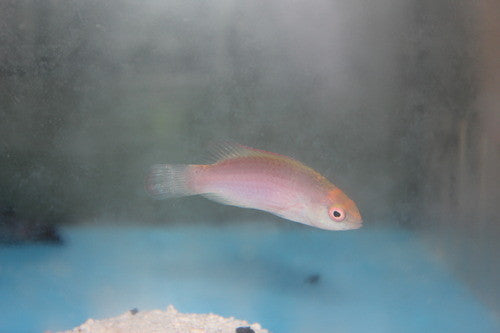 Pink Margin Fairy Wrasse-2-3" female