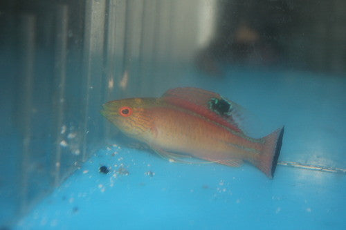 Cebu Pylei Fairy Wrasse
