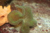 Carpet Anemone-Green (4-6")