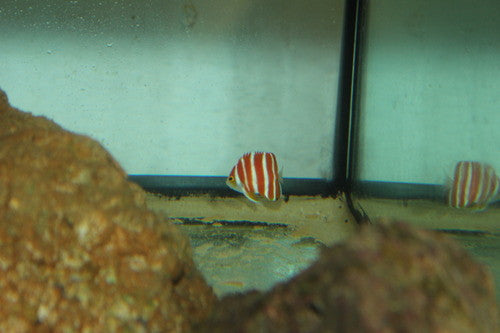 Peppermint Angelfish (Centropyge boylei)