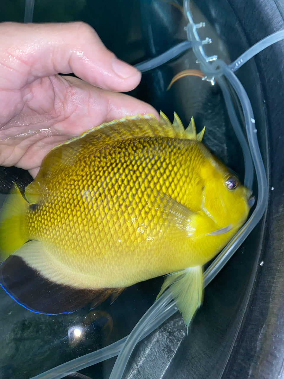 Armitage Angelfish Hybrid (Apolemichthys xanthurus x Apolemichthys trimaculatus)-9"
