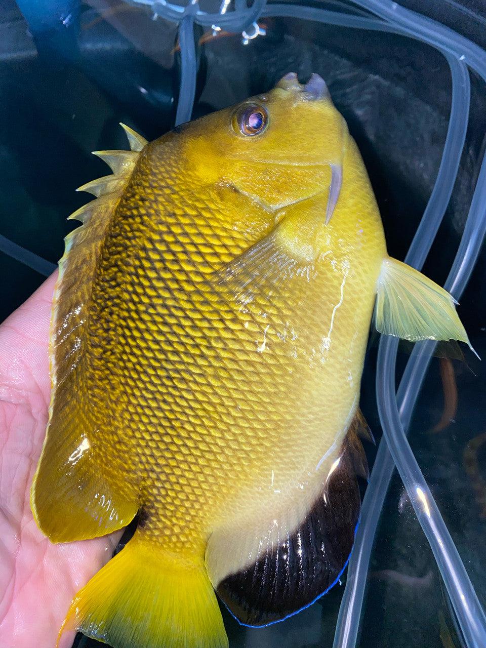 Armitage Angelfish Hybrid (Apolemichthys xanthurus x Apolemichthys trimaculatus)-9"