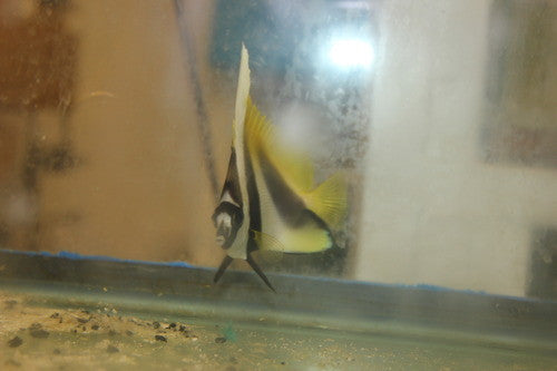 Masked Bannerfish