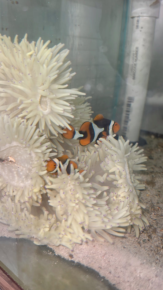 True Percula Clownfish-super black pair #1 w host Malu Anemone