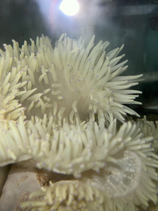 Malu Anemone (white w purple tips)