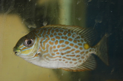 Spotted Rabbitfish