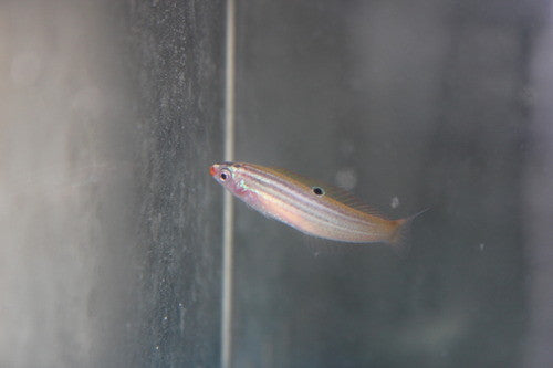 Red Sea Minute Wrasse, Minilabrus Striatus