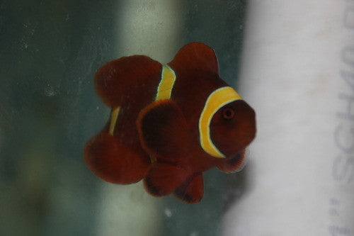 Gold Stripe Maroon Clownfish-(2”)
