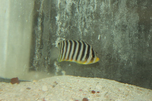 Multi-barred Pygmy Angelfish (2-3")