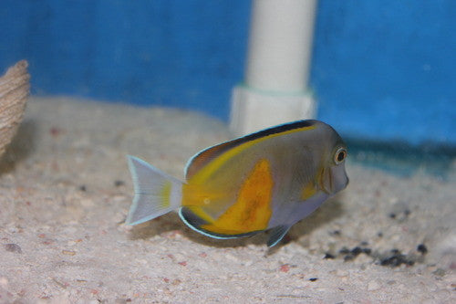 Powder Brown Tang-Amazing Color Morph