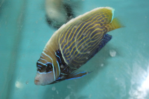 Imperator Angelfish-Changing (4")