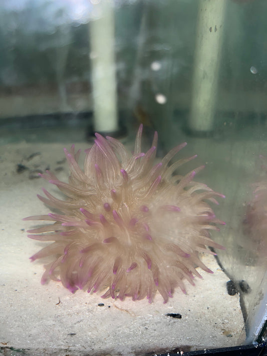 Long Tentacle Anemone-Purple