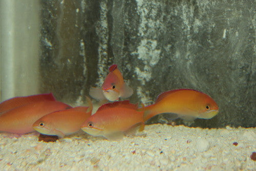 Dispar Anthias