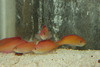 Dispar Anthias