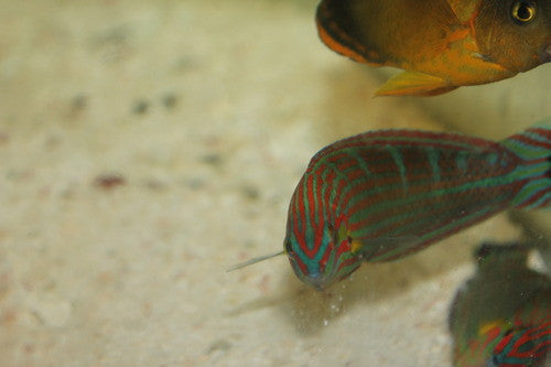 Hoeven's Wrasse| Halichoeres melanurus (supermale, 4")