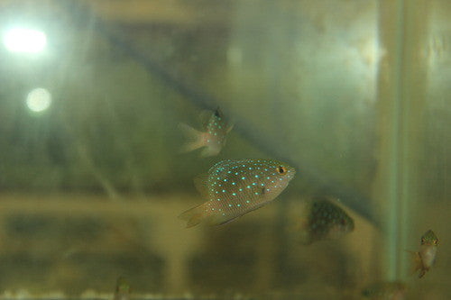 Jewel Damsel