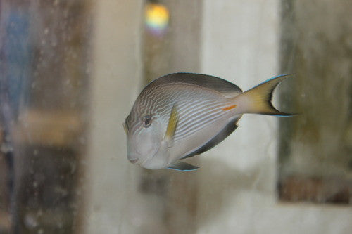 Sohal Tang (True Red Sea) (5-6")