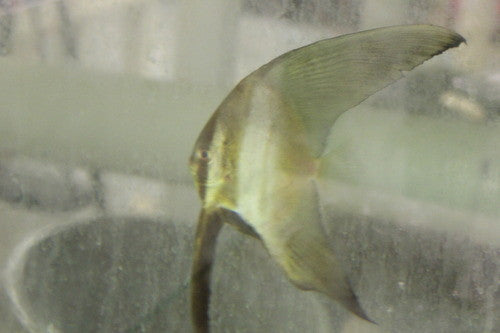 Teira Batfish