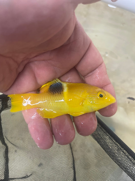 Yellow Banana Hogfish (Bodianus Peredito)