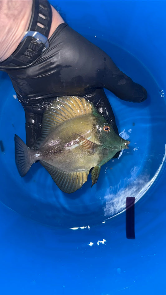 Blue Face Koi Scopas Tang wysiwyg #1 (4-6")