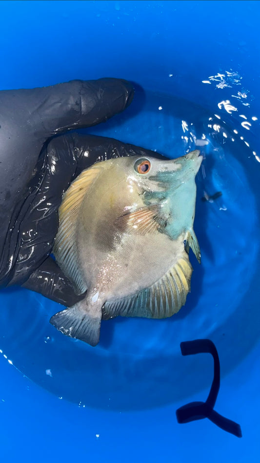 Blue Face Koi Scopas Tang wysiwyg #2 (4-6")