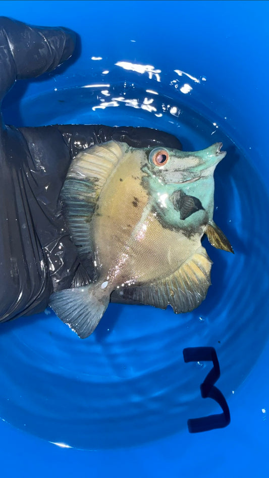Blue Face Koi Scopas Tang wysiwyg #3 (4-6")