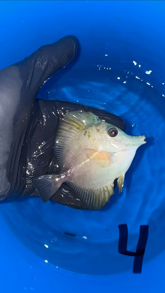 Blue Face Koi Scopas Tang wysiwyg #4 (4-6")