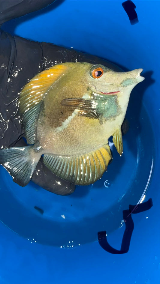 Blue Face Bicolor Koi Scopas Tang wysiwyg #5 (4-6")