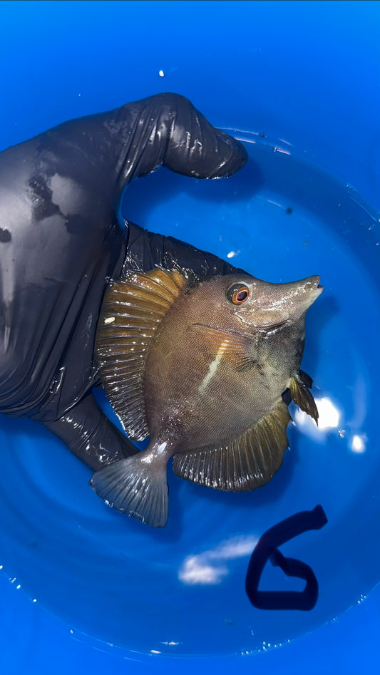 Blue Face Koi Scopas Tang wysiwyg #6 (4-6")