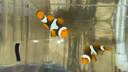 True Percula Clownfish-super black pair 1 WYSIWYG