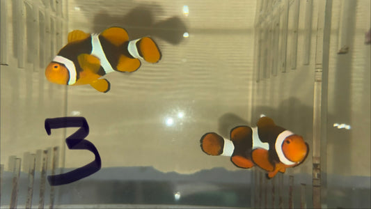 True Percula Clownfish-super black pair 3 WYSIWYG