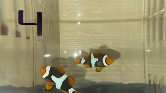 WC True Percula Clownfish-super black pair 4 WYSIWYG