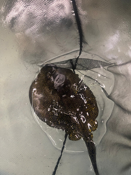 Yellow Stingray- Urolophus jamaicensis