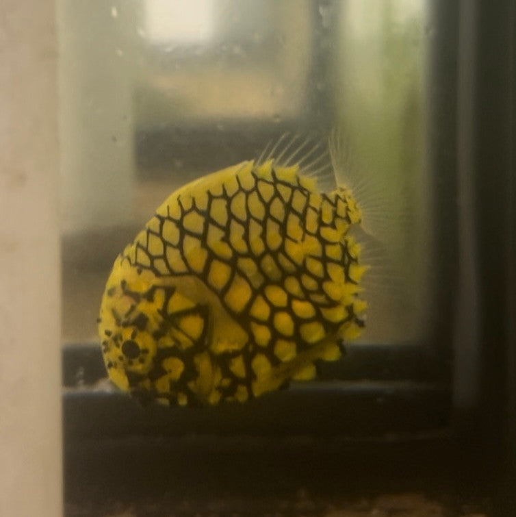 Japanese Pineapple Fish | Monocentris japonica