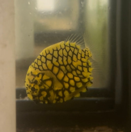Japanese Pineapple Fish | Monocentris japonica