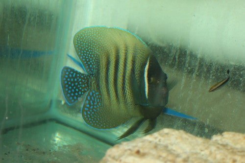 Six-bar Angelfish (3-4")