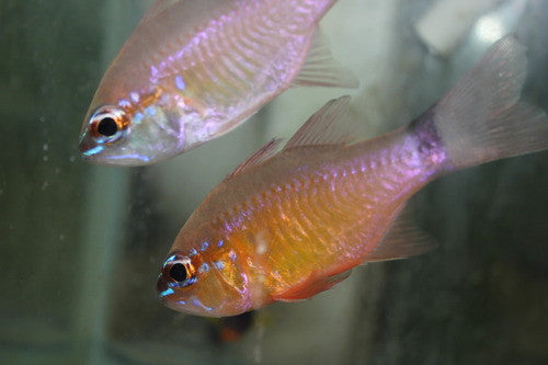 Ring-tail Cardinalfish (Apogon aureus)